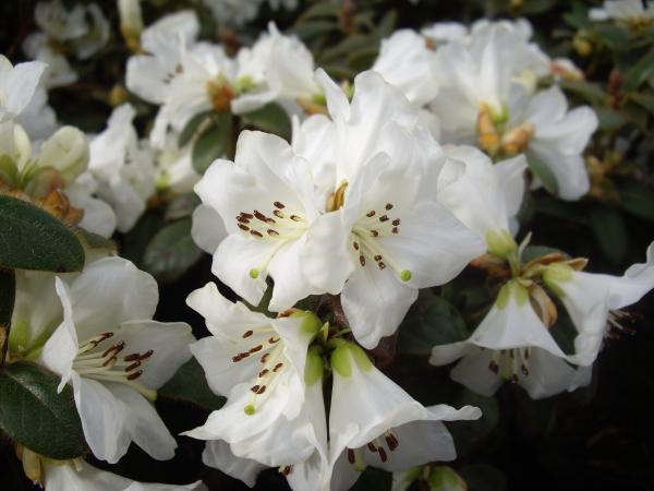 <strong>Rhododendron leucaspis 'Snow Lady'   -zitonenduft-</strong>