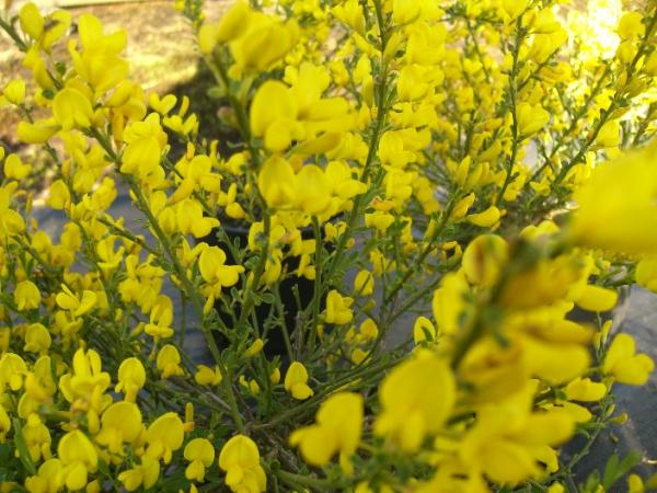 <strong>Cytisus beanii</strong>