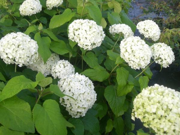 <strong>Hydrangea arborescens 'Anabelle'</strong>
