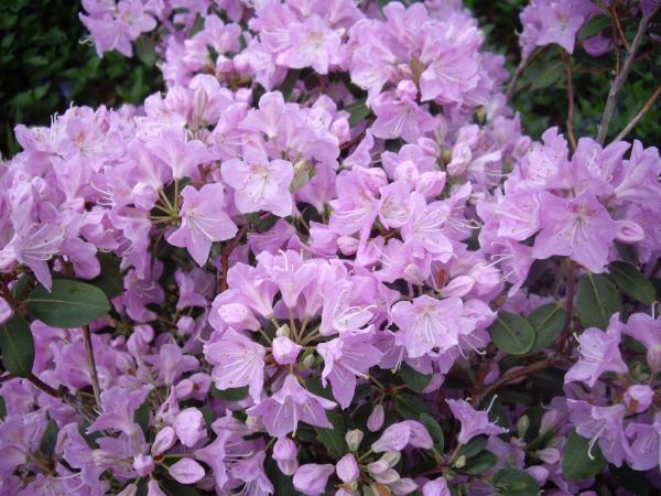 <strong>Rhododendron oreotrephes</strong>