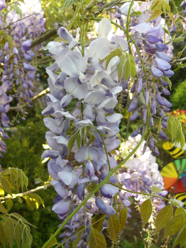 <strong>Wisteria sinensis</strong>