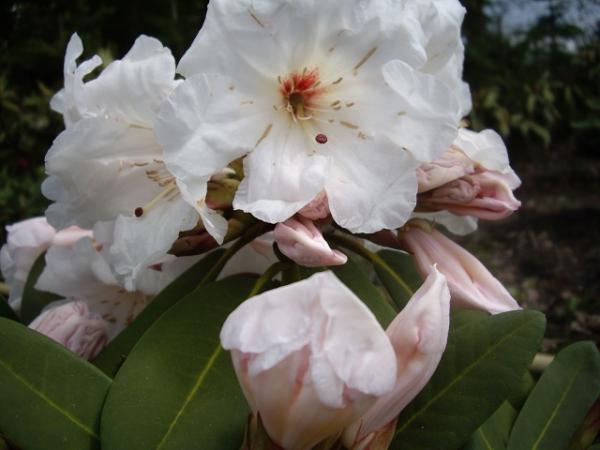 <strong>Rhododendron Hybr. 'Morgenduft'</strong>