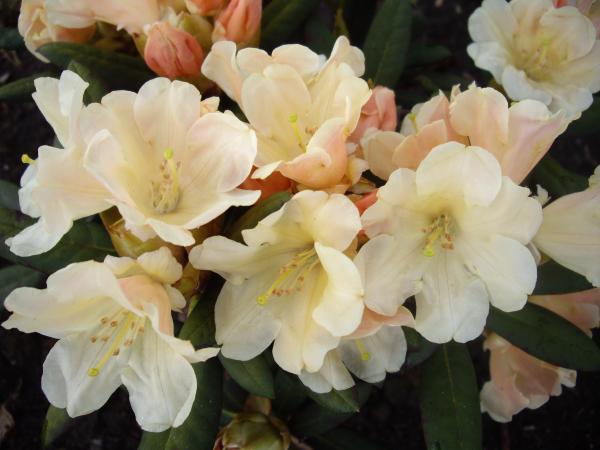 <strong>Rhododendron Hybr. 'Dodori'</strong>